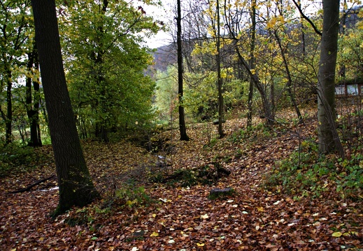 Wasserbaum Ockensen (10)