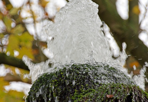 Wasserbaum Ockensen (13)