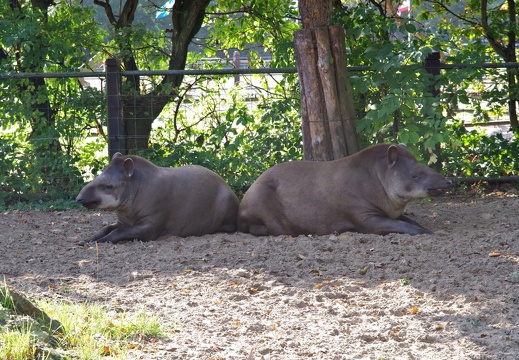 Tierpark Ströhen Flachland Tapir