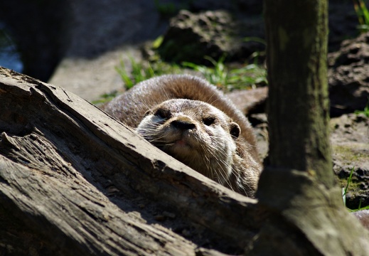 Tierpark Ströhen Otter (2)