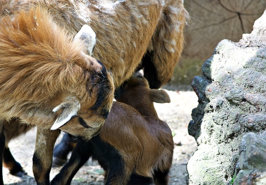 Tierpark Ströhen