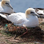 Helgoland