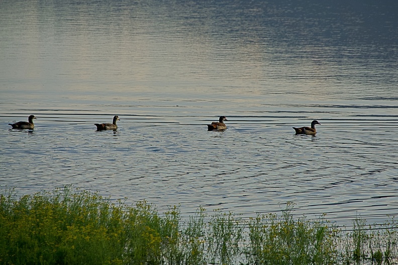 DSC06053.jpg